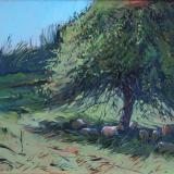 Apple Tree, Lower Lawn Farm